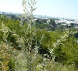 Artemisia glauca