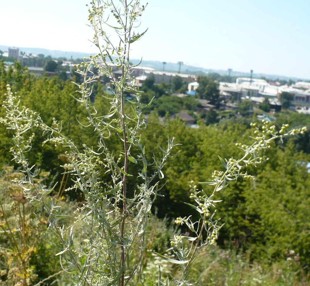 Image of Artemisia glauca specimen.