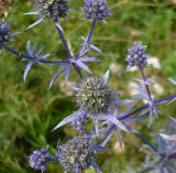 Eryngium planum