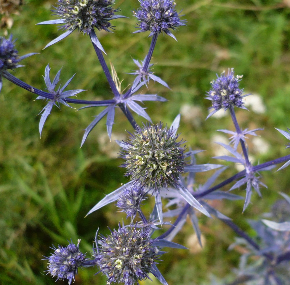 Изображение особи Eryngium planum.