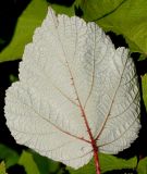 Rubus tricolor. Верхний сегмент листа (нижняя сторона). Германия, г. Дюссельдорф, Ботанический сад университета. 03.07.2014.