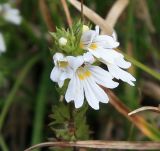 Euphrasia petiolaris