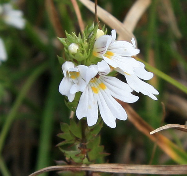 Изображение особи Euphrasia petiolaris.