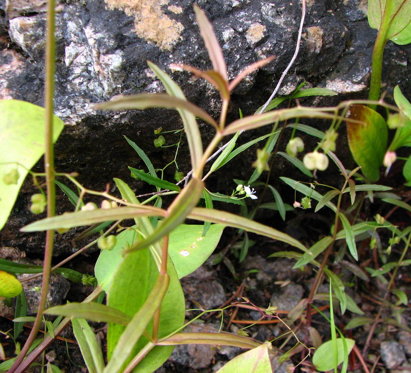 Image of Veronica scutellata specimen.