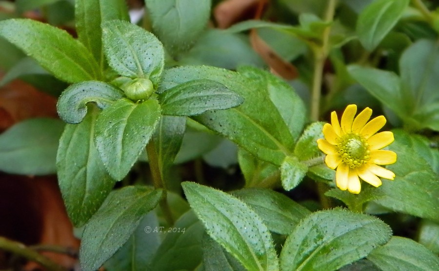 Image of genus Sanvitalia specimen.