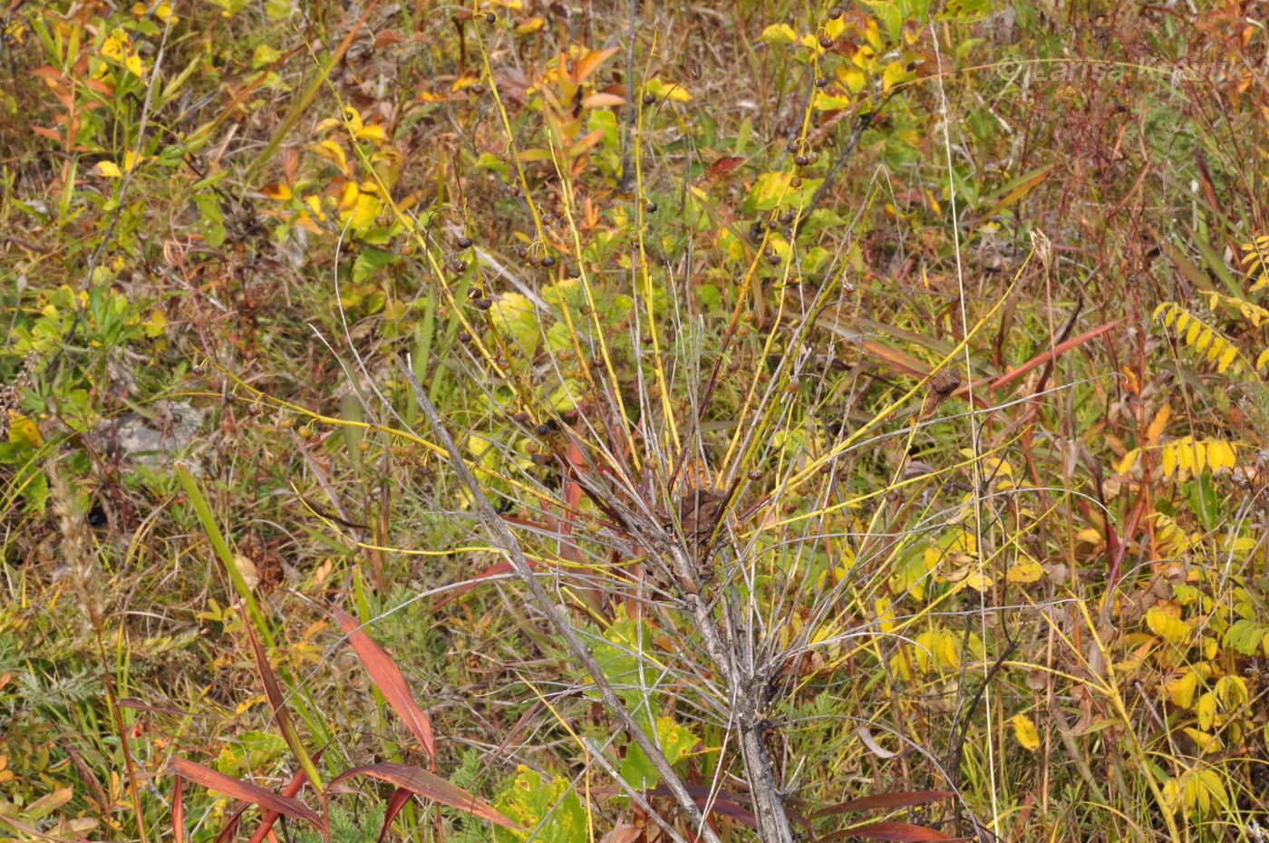 Image of Flueggea suffruticosa specimen.