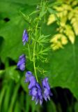 Aconitum nasutum. Верхушка побега с соцветием. Карачаево-Черкесия, окр. пос. Домбай, долина р. Алибек. 29.07.2014.