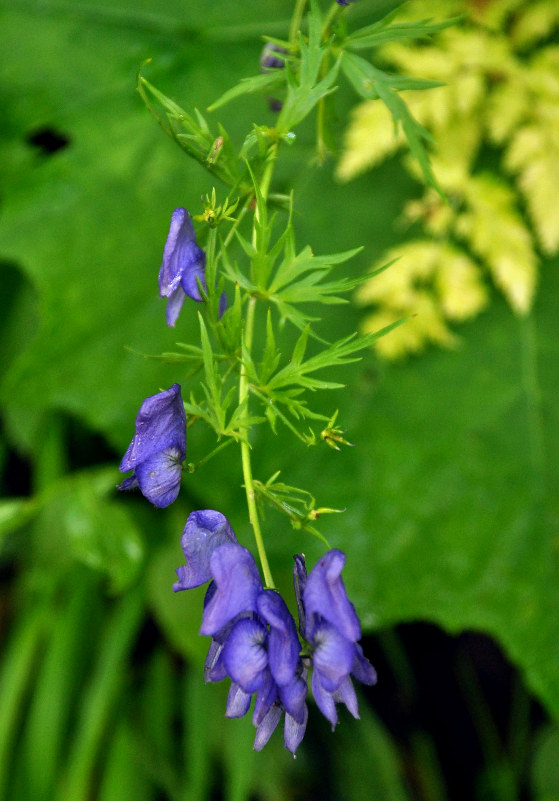 Изображение особи Aconitum nasutum.