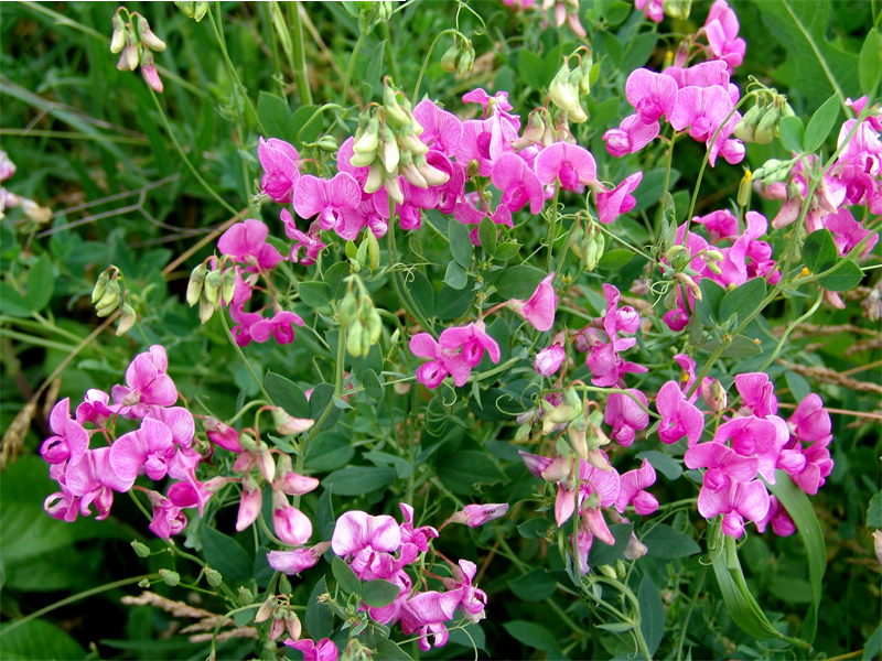 Image of Lathyrus tuberosus specimen.