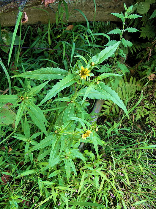 Изображение особи Bidens cernua var. radiata.