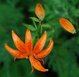 Lilium distichum