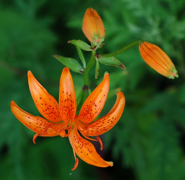 Image of Lilium distichum specimen.