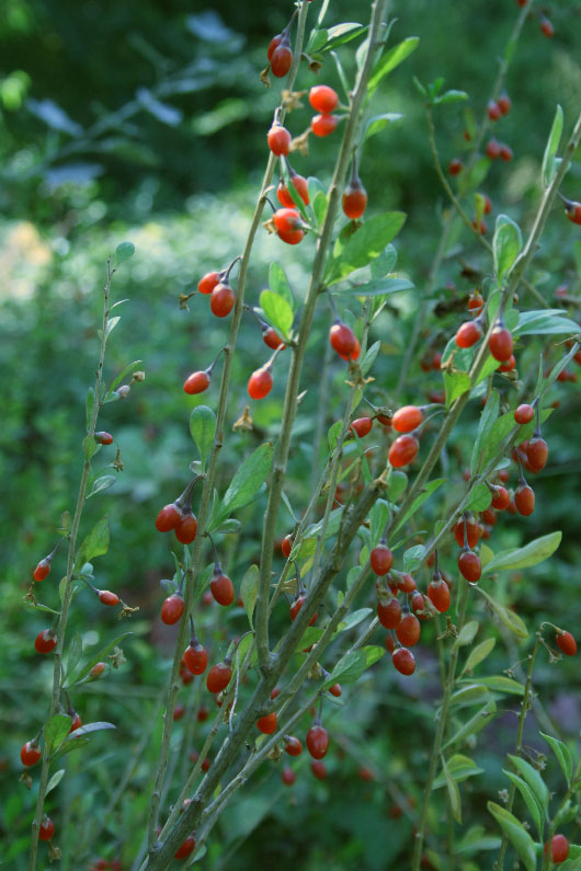 Изображение особи Lycium barbarum.