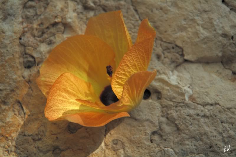 Image of Hibiscus tiliaceus specimen.