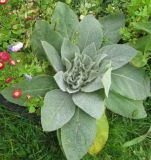 Verbascum thapsus