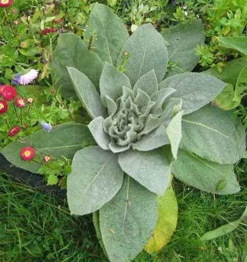 Изображение особи Verbascum thapsus.