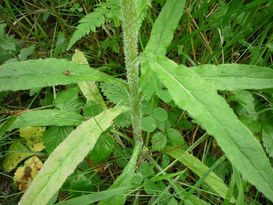 Image of Campanula cervicaria specimen.