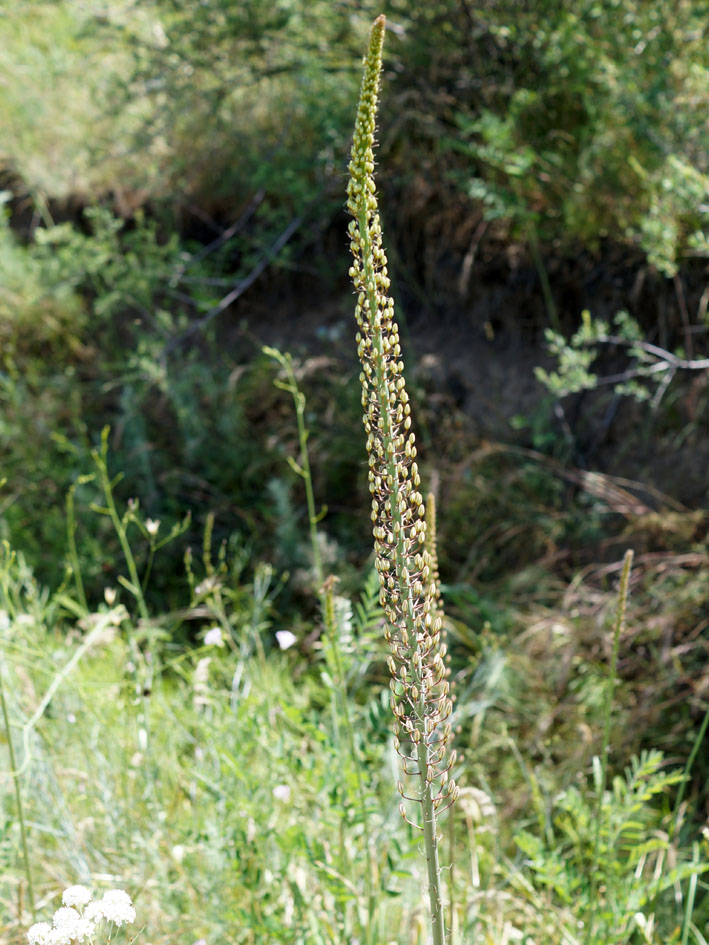 Image of Eremurus tianschanicus specimen.