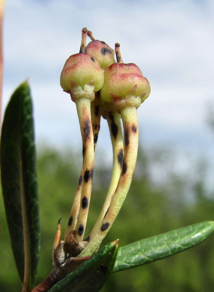 Изображение особи Andromeda polifolia.