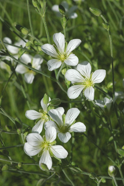 Image of Minuartia juniperina specimen.