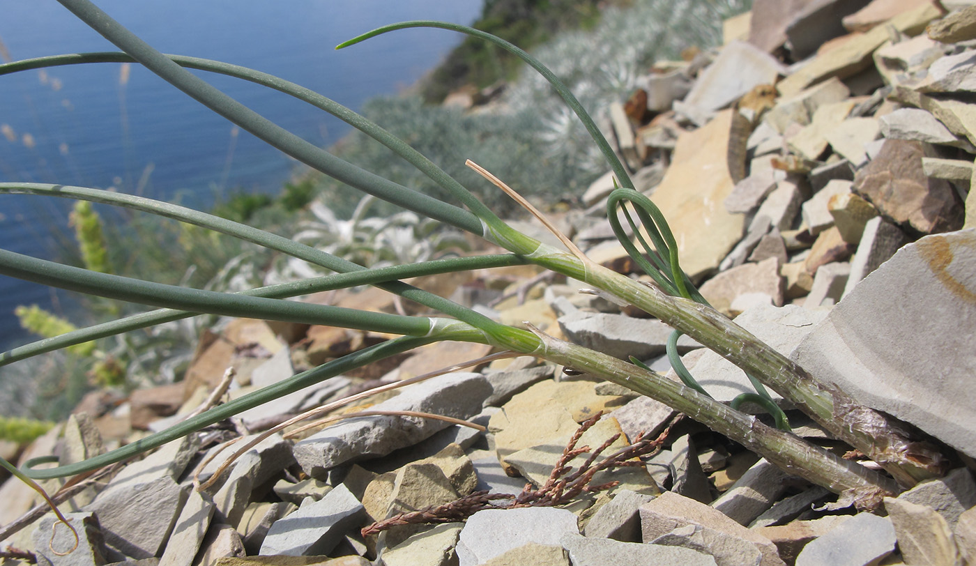 Image of Allium psebaicum specimen.
