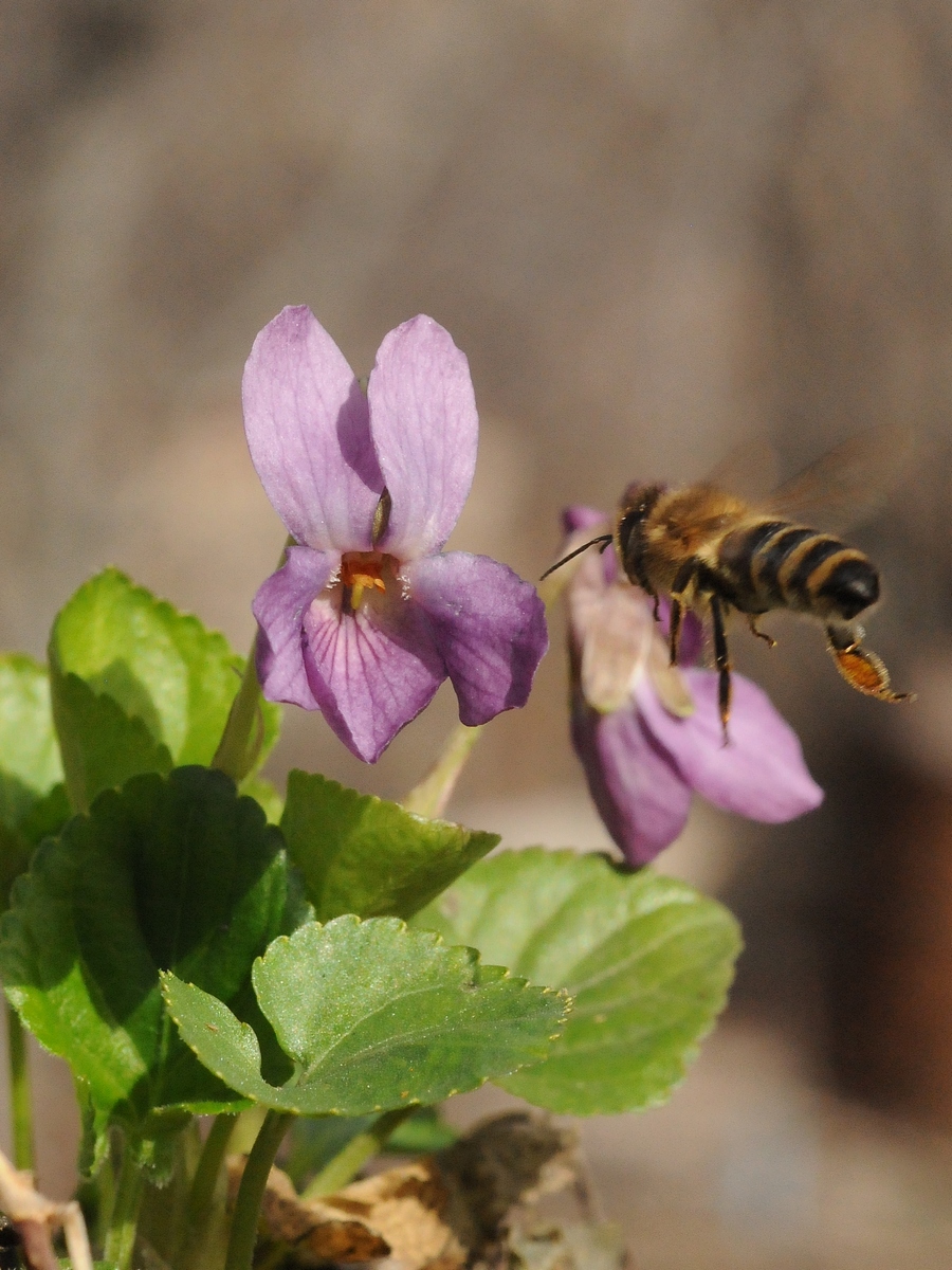 Изображение особи Viola odorata.