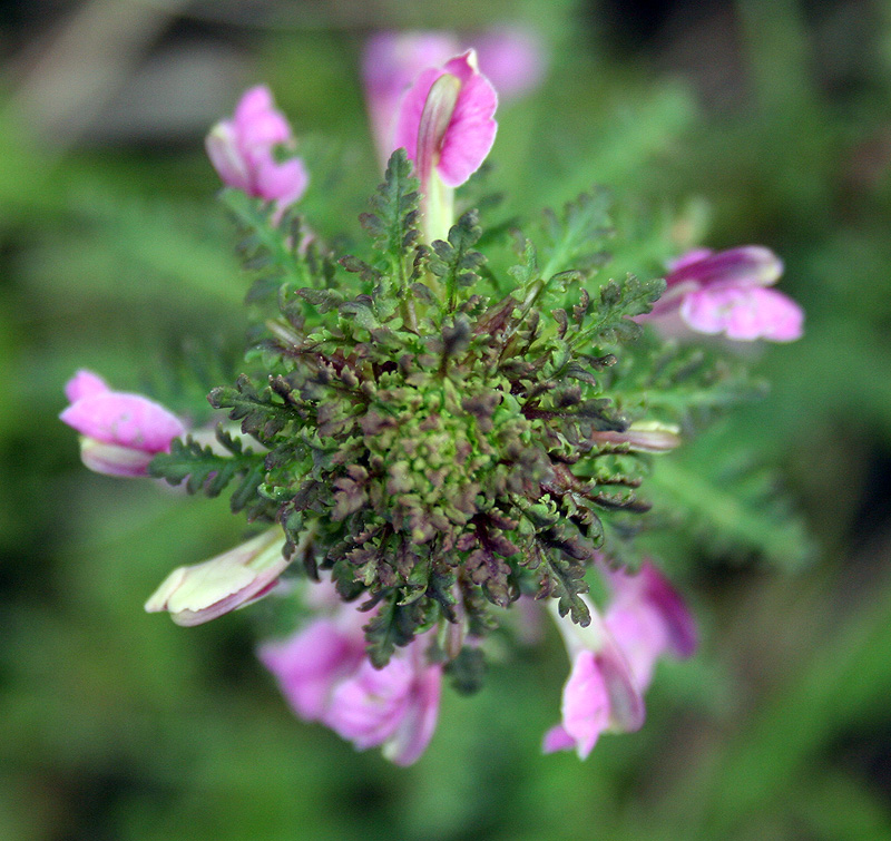 Image of Pedicularis palustris specimen.