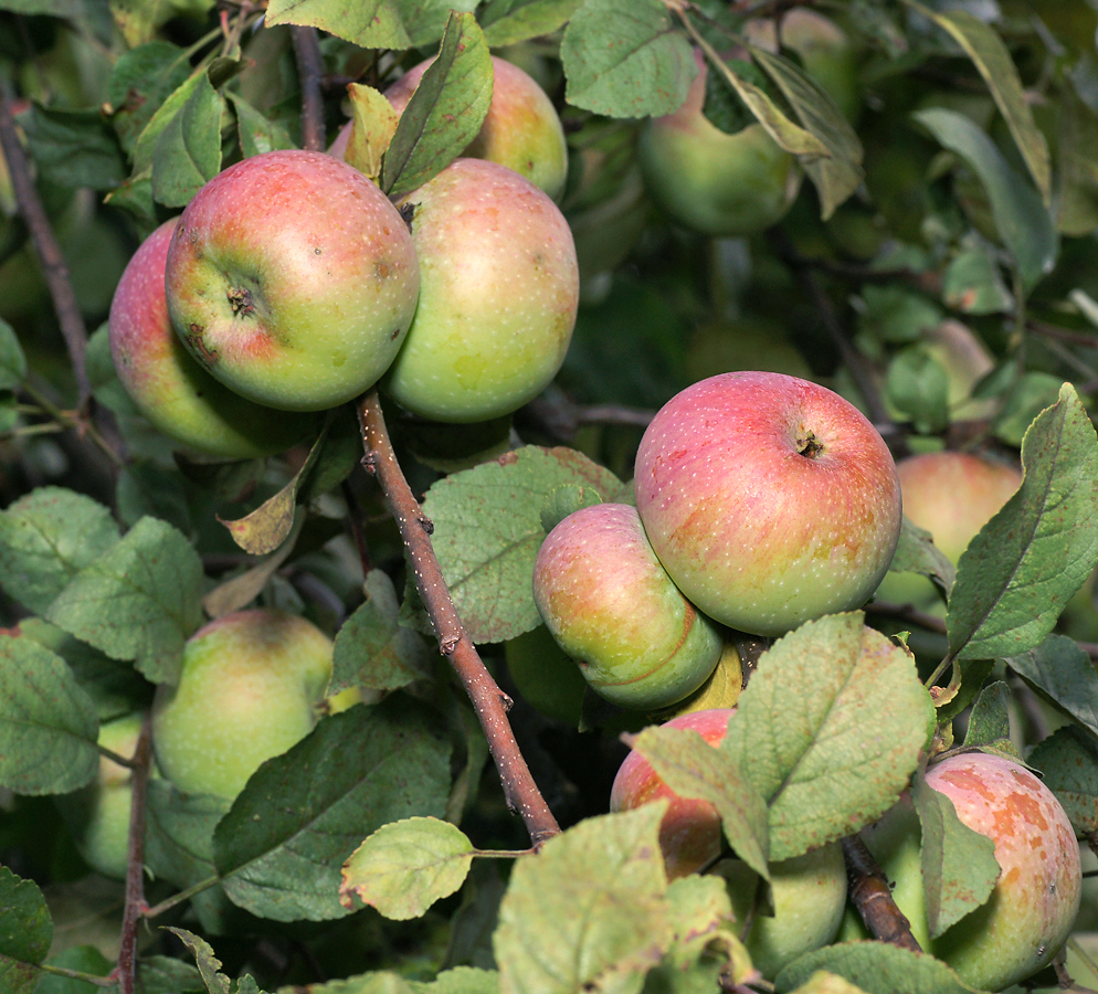 Изображение особи Malus domestica.