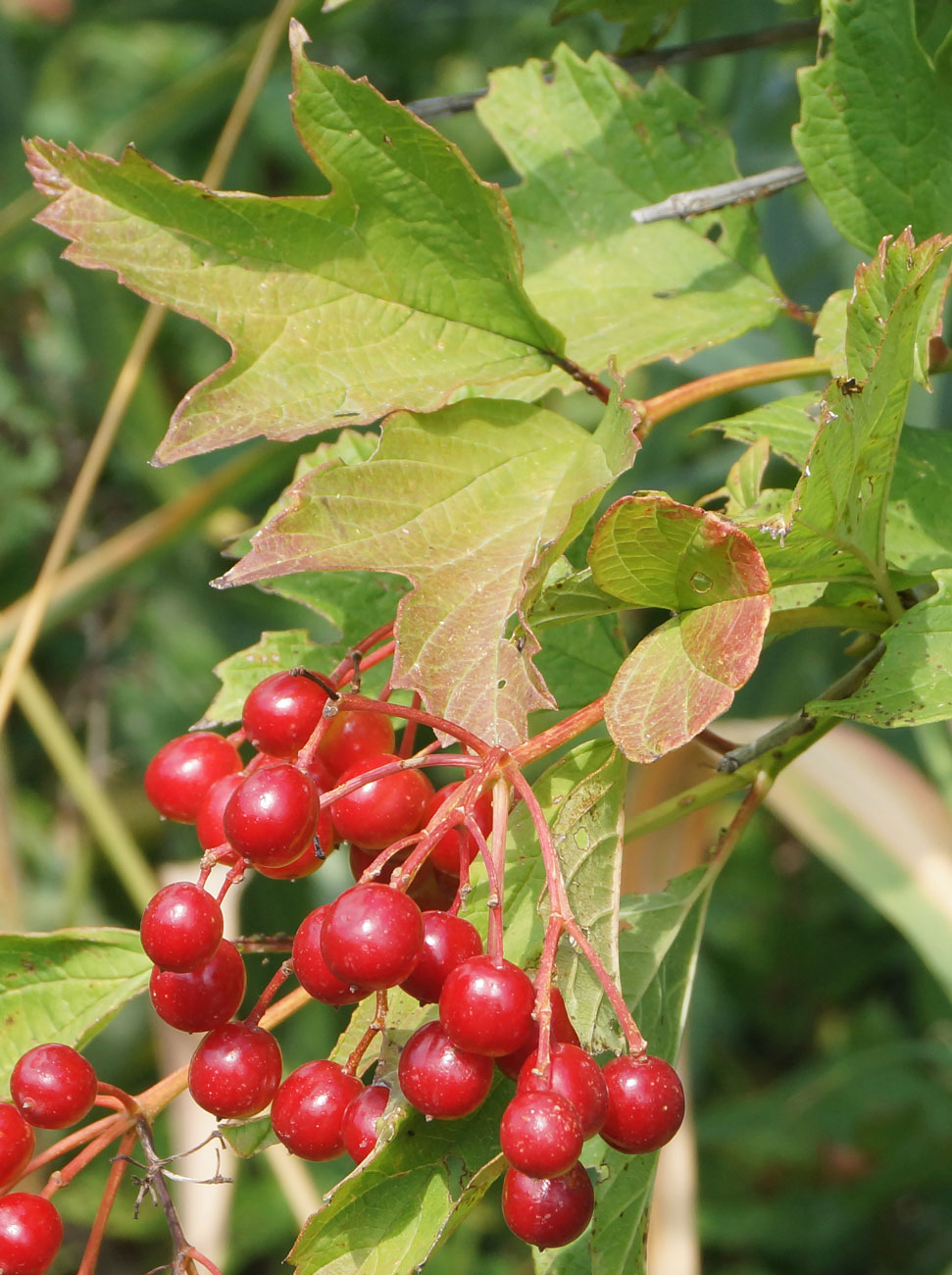 Image of Viburnum opulus specimen.