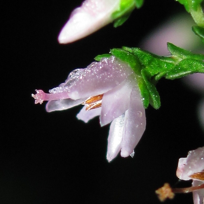 Image of Calluna vulgaris specimen.