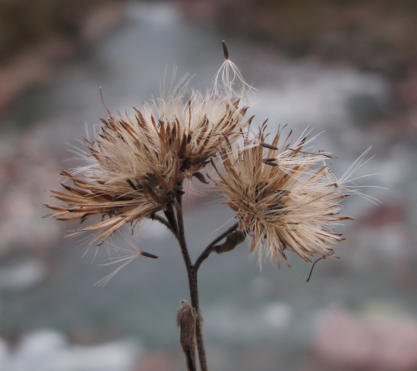 Image of Inula conyza specimen.