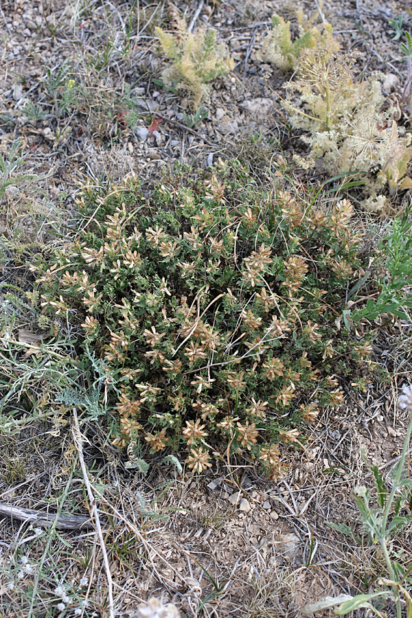 Изображение особи Dracocephalum nodulosum.