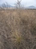 Festuca arundinacea