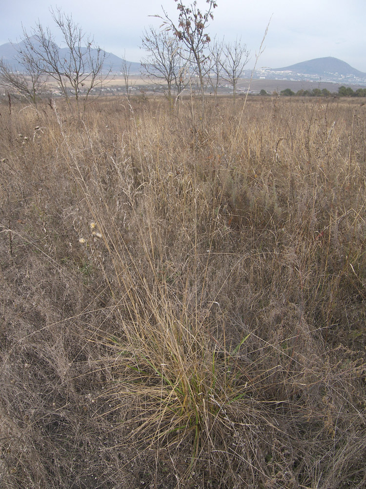 Изображение особи Festuca arundinacea.