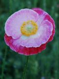 Papaver rhoeas