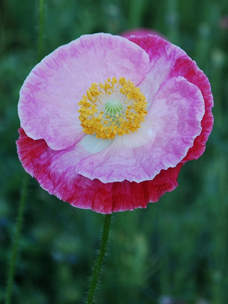 Изображение особи Papaver rhoeas.