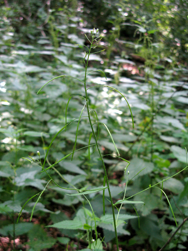 Image of Arabis pendula specimen.