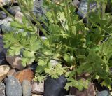 Zosima korovinii
