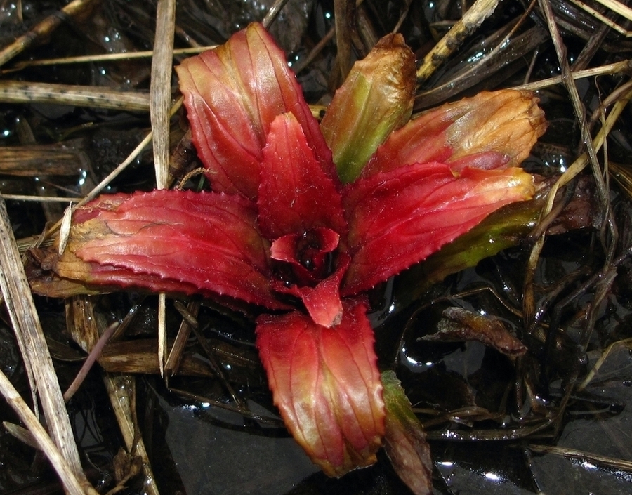 Изображение особи Epilobium hirsutum.