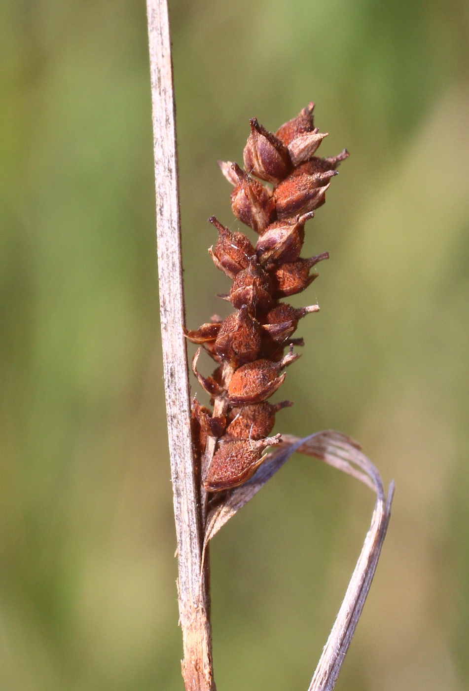 Image of Carex caryophyllea specimen.