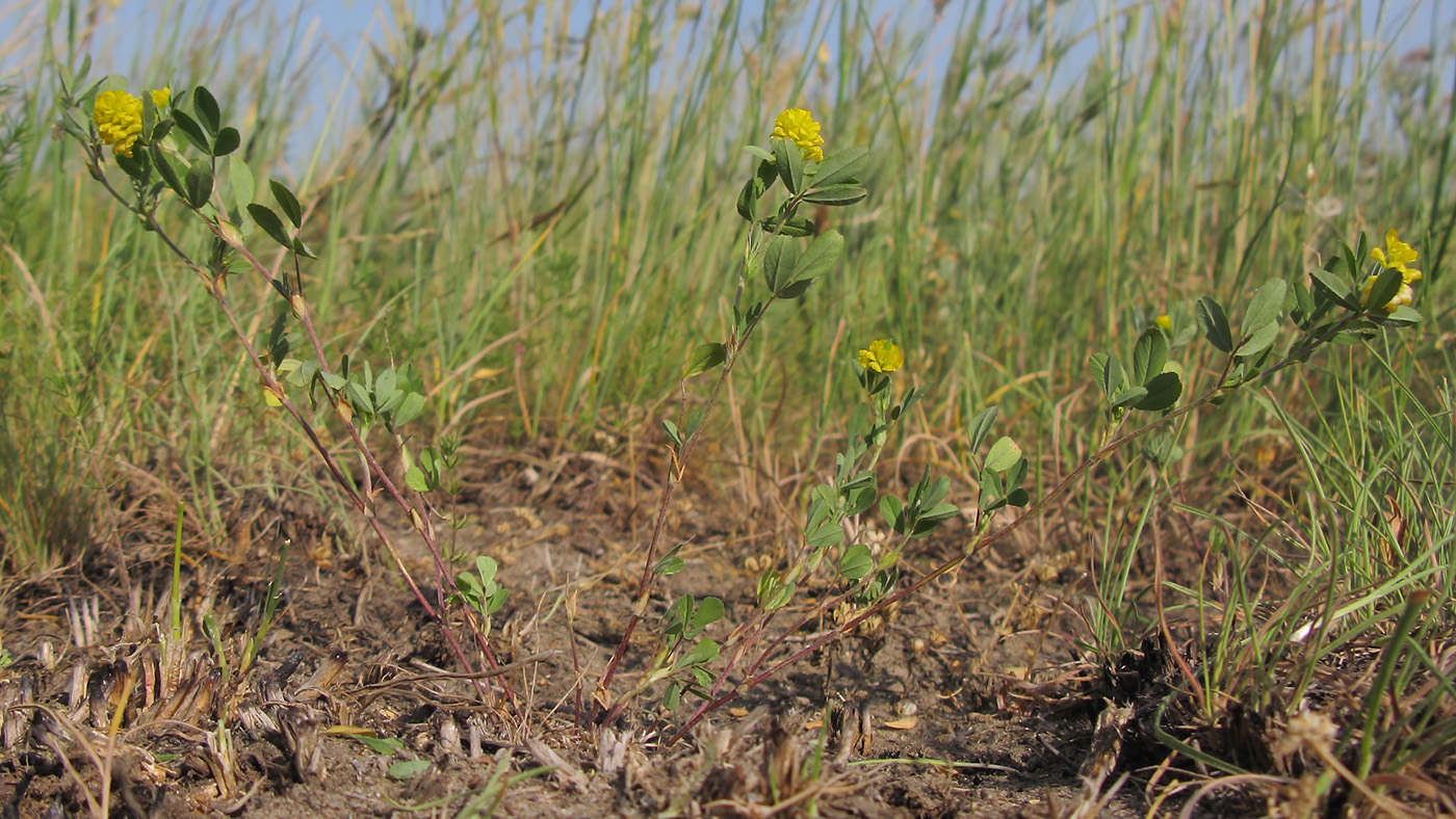 Image of Trifolium campestre specimen.