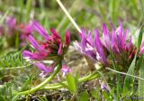 Astragalus suprapilosus. Соцветия. Южный Берег Крыма, приморские склоны горы Эчки-Даг. 12 апреля 2008 г.