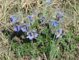 Pulsatilla regeliana