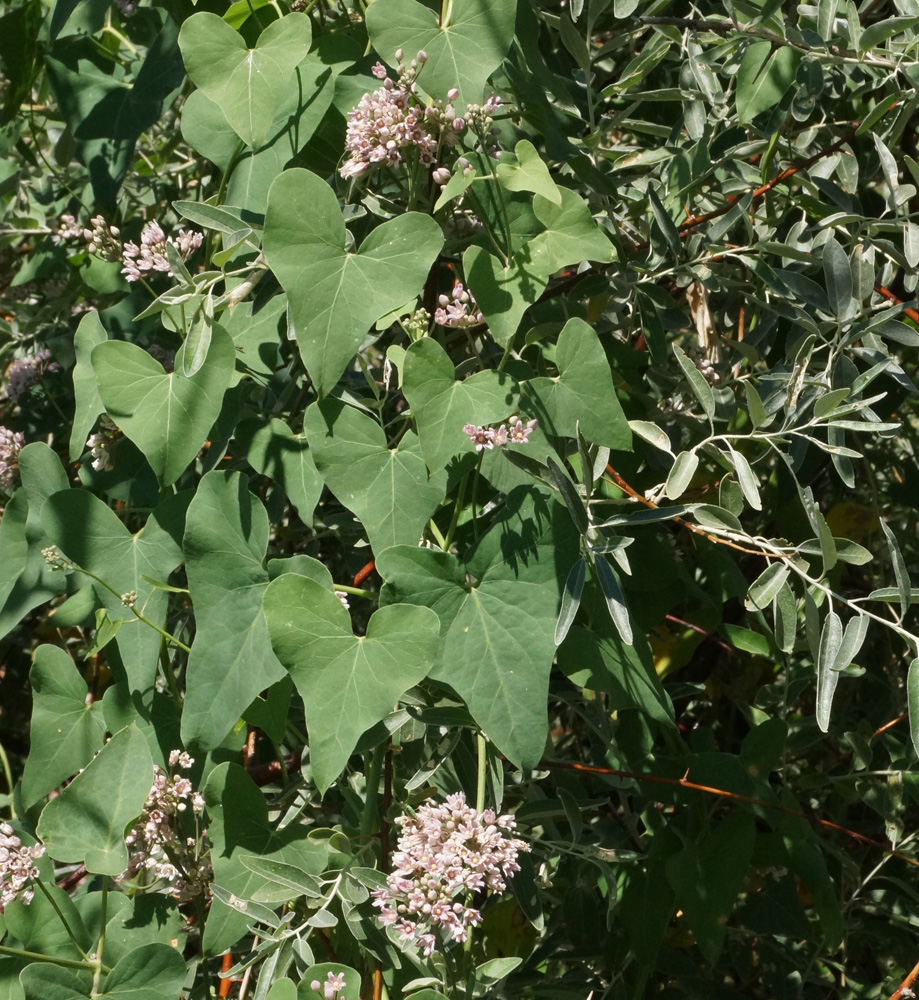 Изображение особи Cynanchum sibiricum.