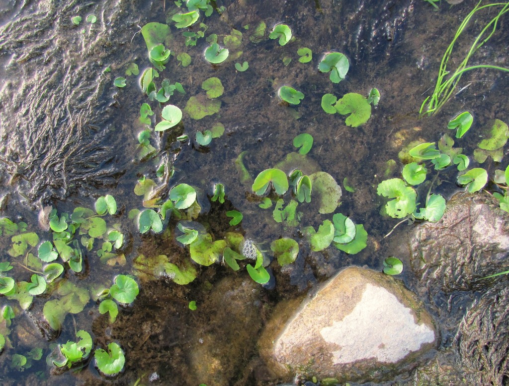 Image of Caltha palustris specimen.