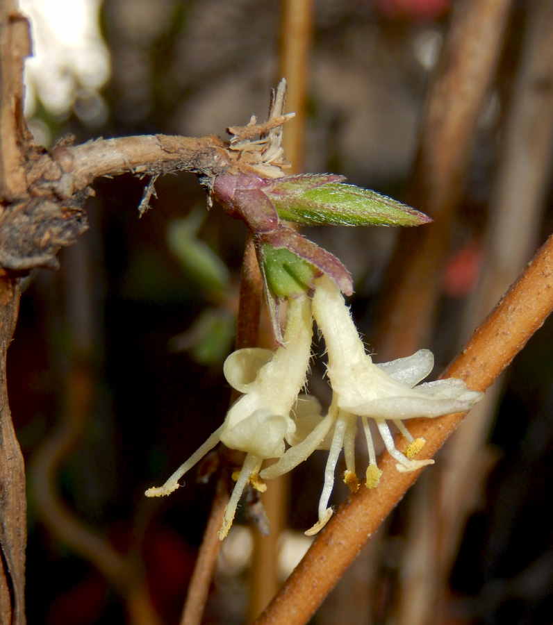 Image of Lonicera standishii specimen.