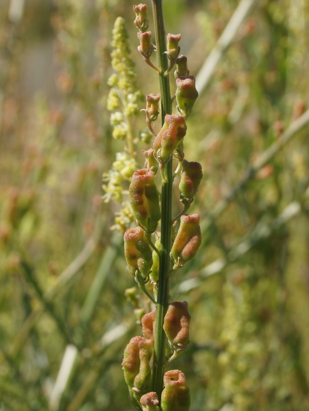 Изображение особи Reseda lutea.