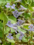 Glechoma hederacea