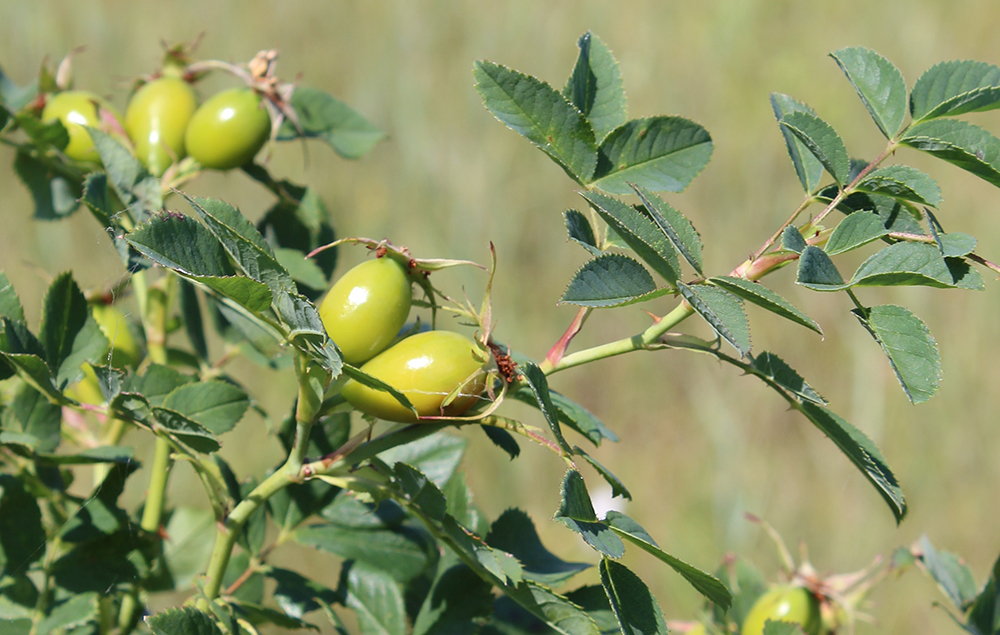Image of genus Rosa specimen.
