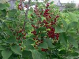 Padus virginiana. Часть плодоносящей ветви. Свердловская обл., г. Екатеринбург, пос. Шабровский, дачный участок. 15.08.2015.